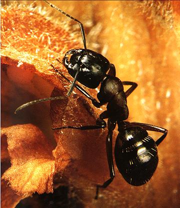 fourmi-noire