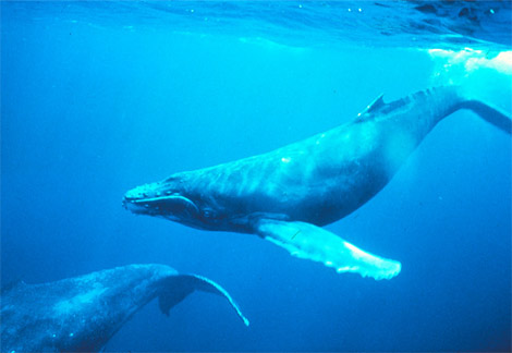 humpback-whales-singing