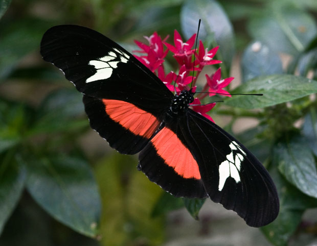 kimono-butterfly