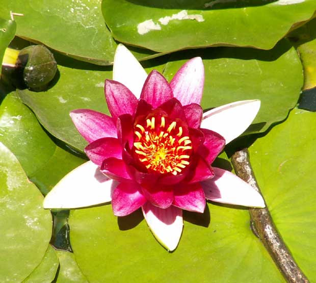 fleur-de-lotus