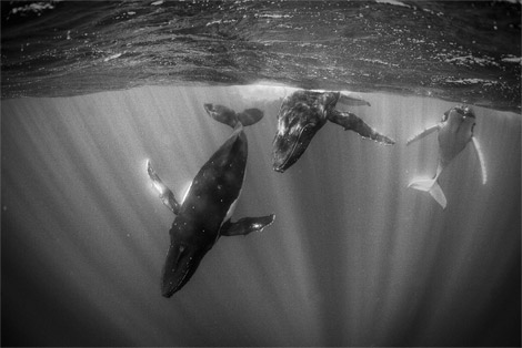 humpback-whales-tahiti-ga